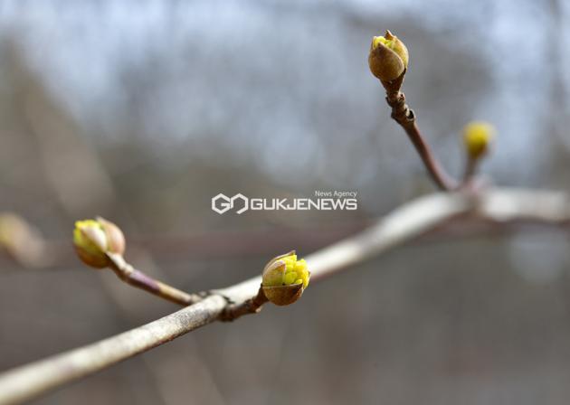 정월대보름, 봄 기지개 켜는 화초들 (사진=안희영 기자)