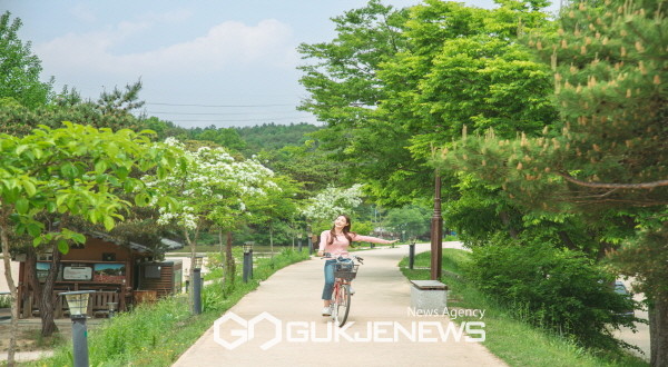 영주 무섬마을에서 자전거를 타고 있는 관광객 모습