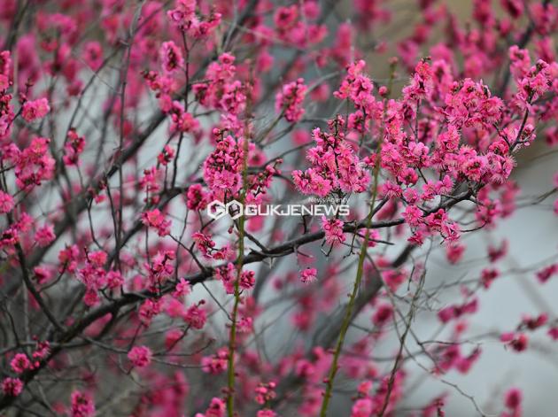 3월 21일 성동구청 '응봉산 개나리 축제' 개막식 (사진=안희영 기자)